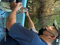 TE001 0243 Crocodylus acutus.jpg