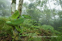 MN6F0268 Tropidolaemus subannulatus.jpg