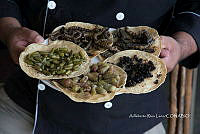 3R00692 Arsenura polyodonta. Atta mexicana, Zea mays.jpg