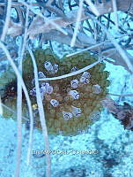 NE018 1051 Clavelina.jpg