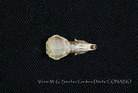 VMS-CD0195 Cryptotis magna.JPG