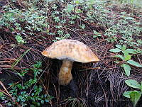 MCS039 Boletus sp..jpg