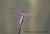 PJ016 0628 Orthemis discolor.JPG