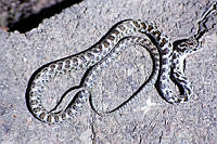 LCMHP013-138 Senticolis triaspis.jpg