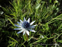 ARL001 Eryngium sp..jpg