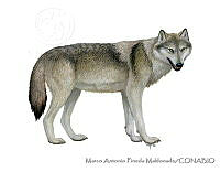 MAPM1223 Canis lupus.jpg