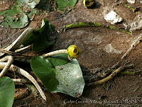 CGVM0896 Nuphar advena.jpg