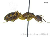 LFSMCA0160 Lasiophanes sp..jpg