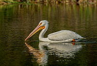 SM0632 Pelecanus erythrorhynchos.jpg