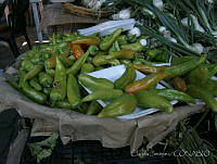 CJ0002 Capsicum annuum.jpg