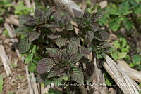IMDOC4109 Amaranthus cruentus.jpg