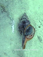 NE018 0850 Triplofusus giganteus.jpg