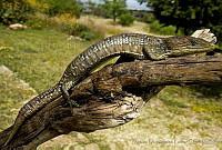 MDL0211 Gerrhonotus infernalis.jpg