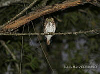 IM001 Glaucidium brasilianum.jpg