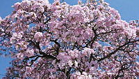 MTBY001 Tabebuia rosea.jpg