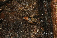 JCC0178 Gryllidae.JPG