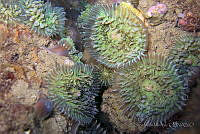 SMM027 Rhodactis osculifera.jpg