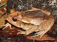 LCM0177 Incilius cristatus.jpg