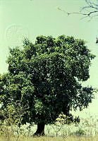 3910 Ficus lapathifolia.jpg