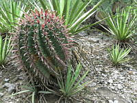 CAR 0023 Ferocactus.jpg