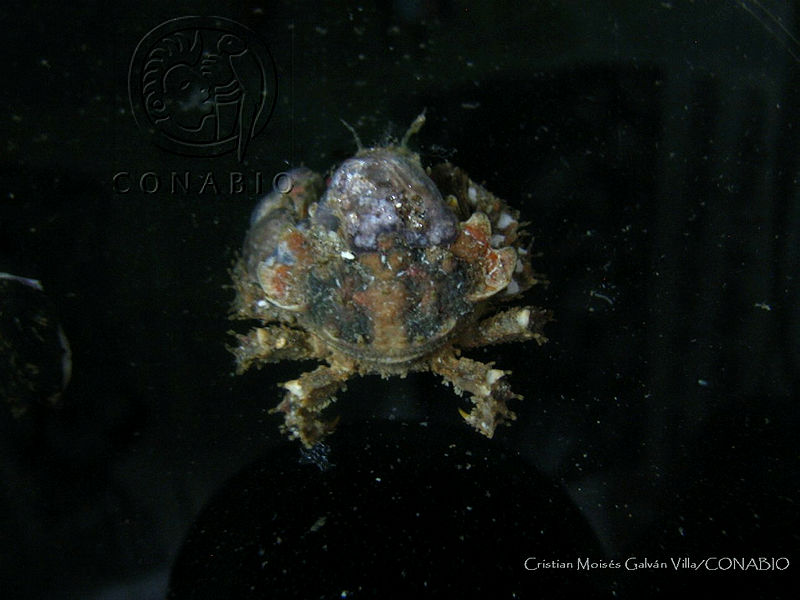 CMGV0131%20Ala%20cornuta.jpg.jSfou4P MZGtc6lhQA3g0JtbmFja29CbnFuZ3NAbXJ6LGtwZwA.Lo1sVGwhPO