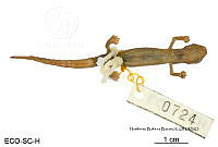 ME006 herp SCLC 0199 Bolitoglossa rufescens - (Cope, 1869).jpg
