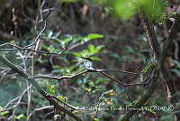 ZAPF0271 Chloroceryle americana.jpg