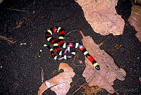 GC0093 Micrurus sp.jpg