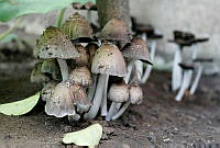 JR01 Coprinellus sp..jpg