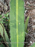 PNQ 0003 Agave lophantha.jpg