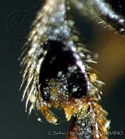 CB_JM_RA0626 Nannotrigona perilampoides.jpg