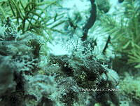 NE018 0956 obelia dichtoma.jpg