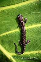 EGP0431 Bolitoglossa oaxacensis.JPG