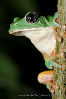 IMDOC0955 Agalychnis dacnicolor.jpg