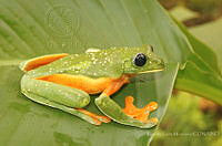 RLM0002 Agalychnis moreletii.jpg