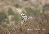 IE003 0045 Elanus leucurus.jpg