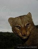 ELC0097 Puma yagouaroundi.jpg