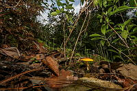 IDG1795 Boletus curtisii.jpg