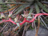 IRR 0393 Echeveria.jpg