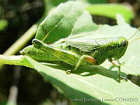 LBL0046 Campylacantha olivacea ssp. olivacea.jpg