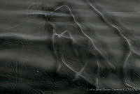 CNS0837 Physeter macrocephalus.jpg