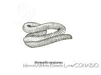 MARL0234 Dermophis mexicanus.jpg