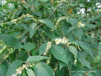 OTVHK040-452 Croton reflexifolius.TIF