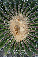 IMDOC 4787 Echinocactus platyacanthus.jpg