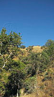 JJSE0386 Platanus wrightii.JPG