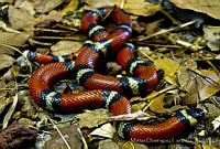 MDL0269 Lampropeltis triangulum.jpg