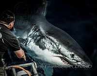 EEB001 Carcharodon carcharias.JPG