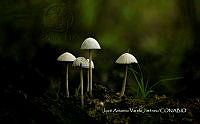 MN6PyH0070 Panaeolus antillarum.jpg