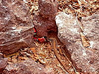 ZBG01 Lampropeltis triangulum; Aspidoscelis costata.jpg