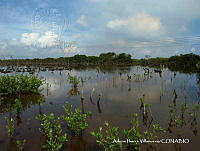 AIV049 Avicennia germinans.JPG